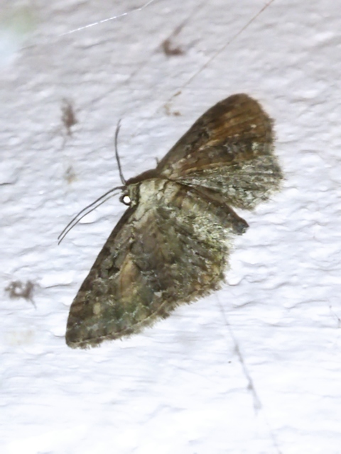 Eupithecia icterata - rozsdafoltos törpearaszoló