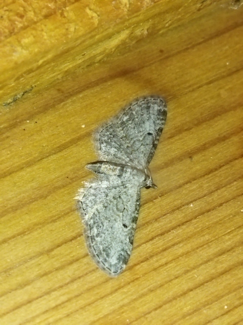 Eupithecia tenuiata - sötétszegélyű törpearaszoló