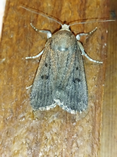 Amphipyra tragopoginis - bakszakállbagoly