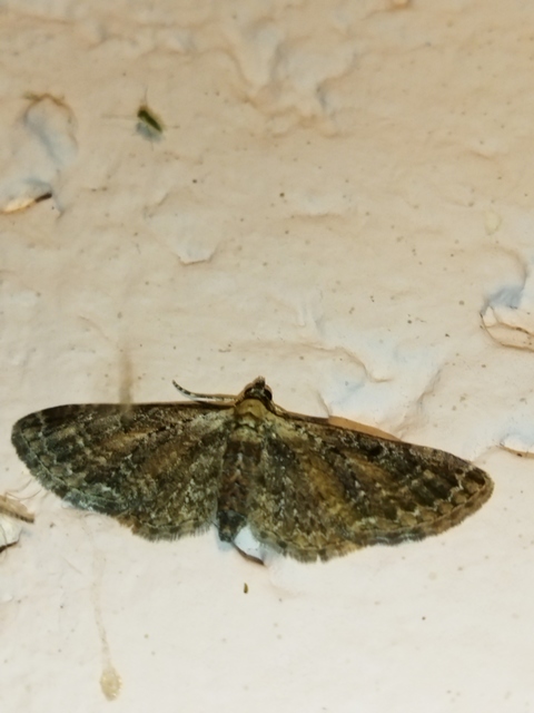 Eupithecia icterata - rozsdafoltos törpearaszoló