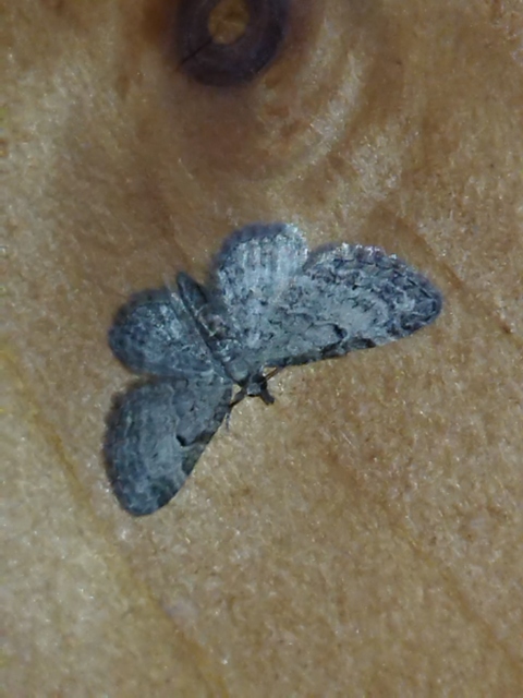 Eupithecia tenuiata - sötétszegélyű törpearaszoló