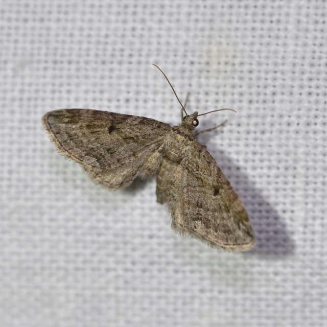 Eupithecia pusillata - lucfenyő-törpearaszoló