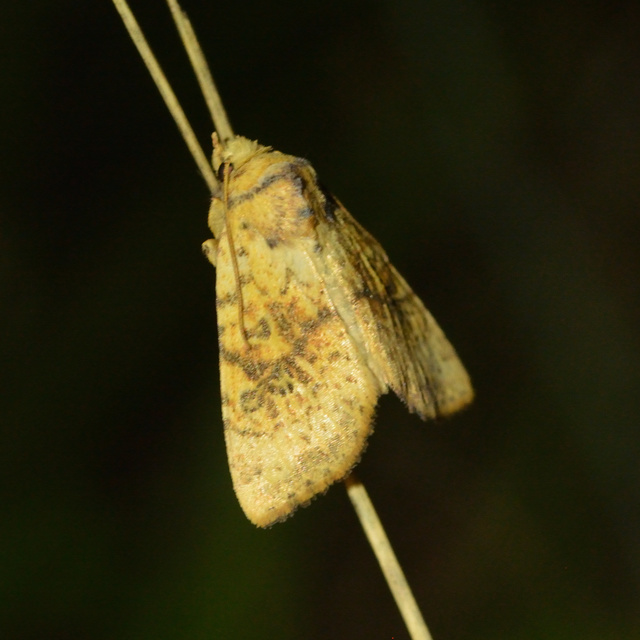 Tiliacea sulphurago - kénes sárgabagoly