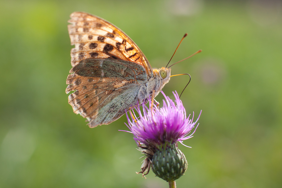 Argynnis pandora - zöldes gyöngyházlepke