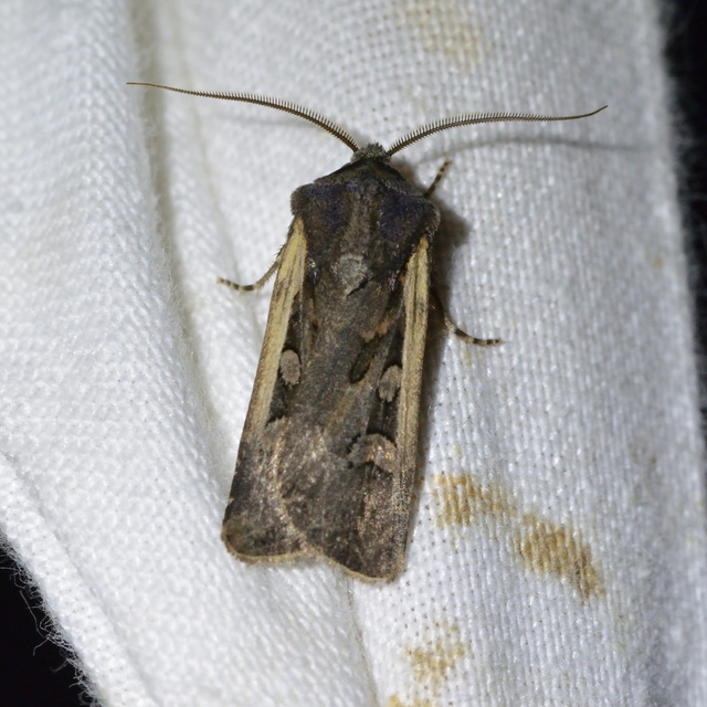 Euxoa hastifera pomazensis - szegélysávos földibagoly