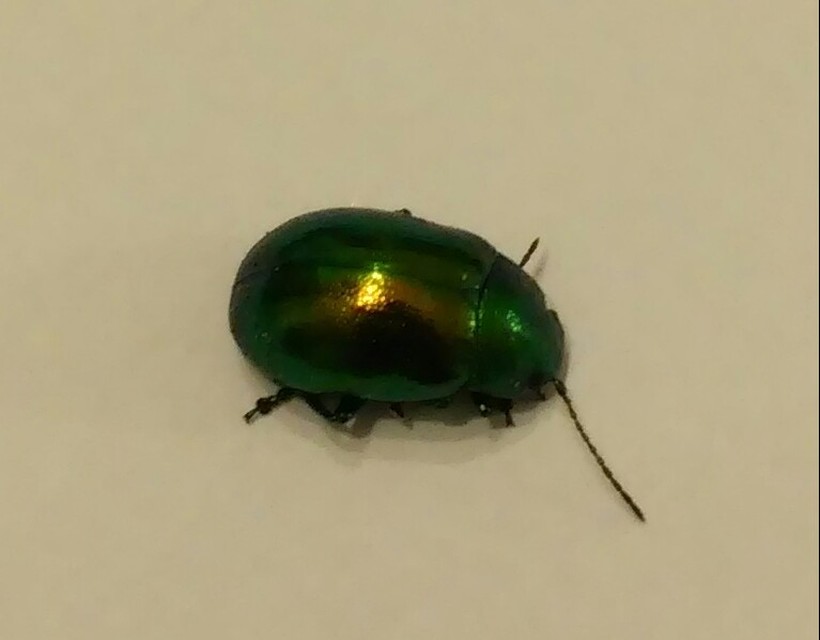Chrysolina herbacea - zöld mentalevelész