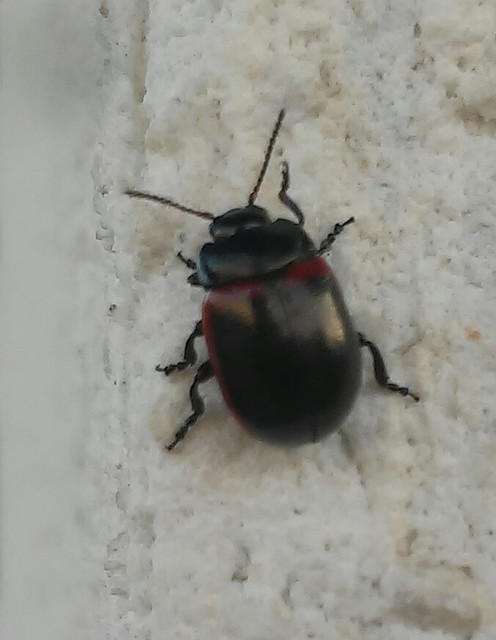 Chrysolina limbata - keretes levélbogár