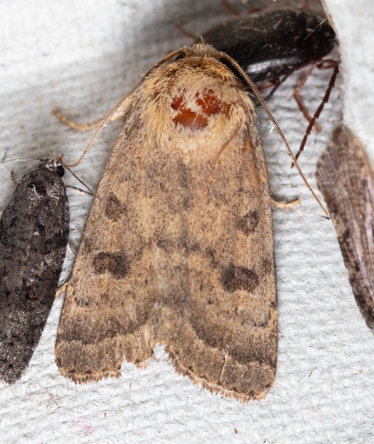 Hoplodrina octogenaria - barna selymesbagoly