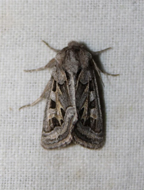 Episema glaucina - fogasjegyű liliombagoly