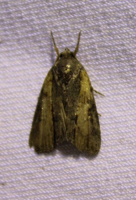 Bryophila raptricula/felina