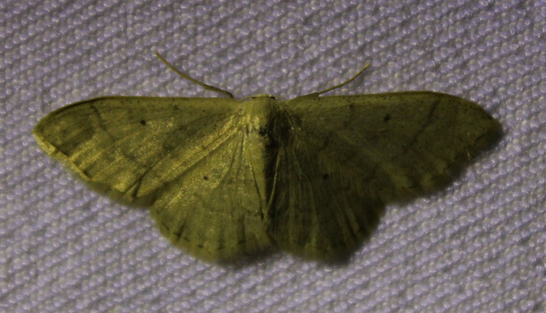 Idaea straminata - szalmasárga sávosaraszoló