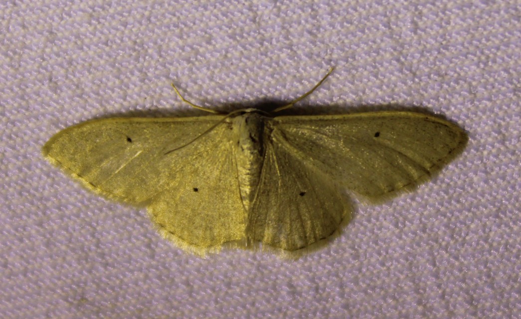 Idaea straminata - szalmasárga sávosaraszoló