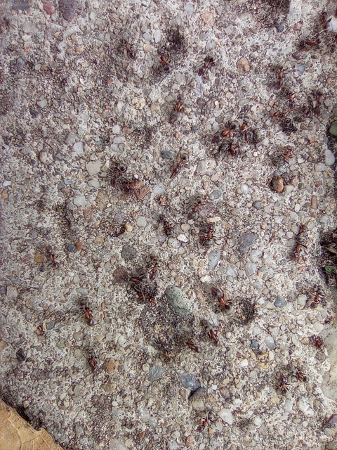 Liometopum microcephalum - tölgyfahangya