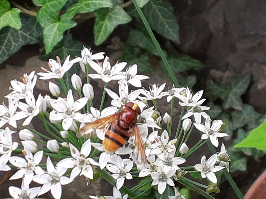 Volucella zonaria - kétöves pihelégy