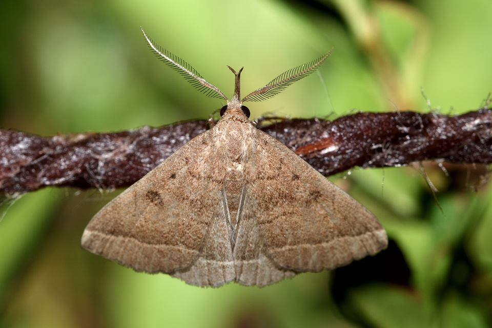 Pechipogo plumigeralis - tollascsápú karcsúbagoly