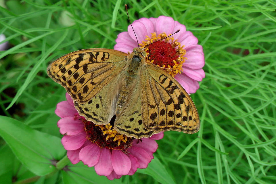 Argynnis pandora - zöldes gyöngyházlepke