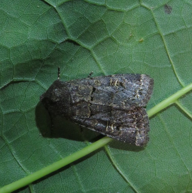 Tholera cespitis - sötét fésűsbagoly
