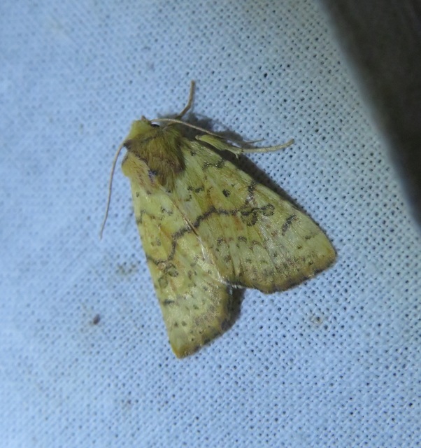 Tiliacea sulphurago - kénes sárgabagoly