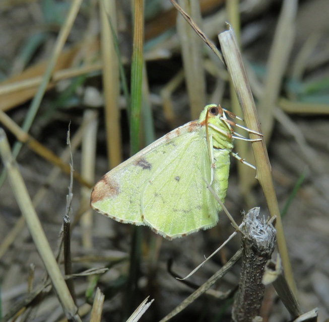 Opisthograptis luteolata - citromsárga araszoló
