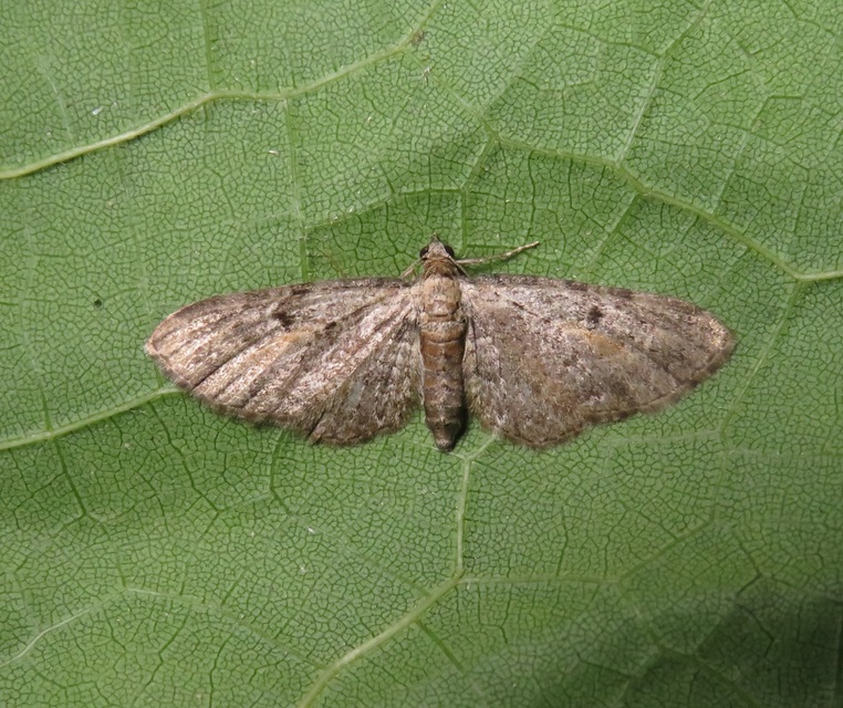 Eupithecia icterata - rozsdafoltos törpearaszoló