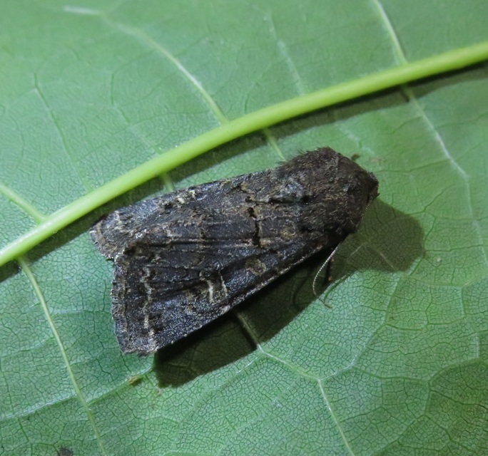 Tholera cespitis - sötét fésűsbagoly