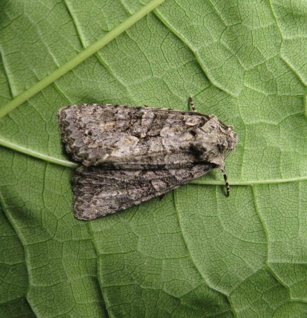 Dryobotodes monochroma - szürke tölgybagoly