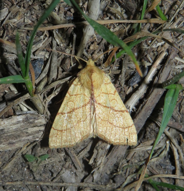Tiliacea citrago - citromszínű sárgabagoly