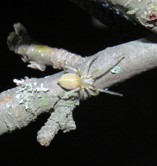 Cheiracanthium