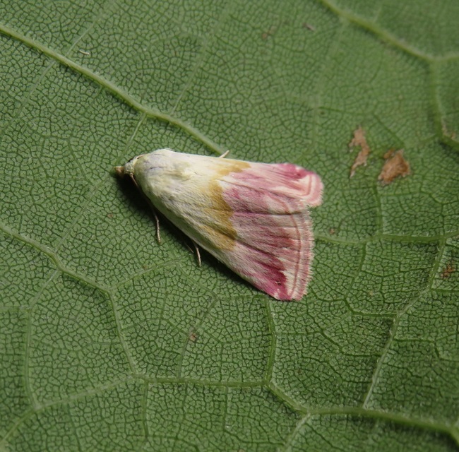 Eublemma purpurina - bíboros törpebagoly