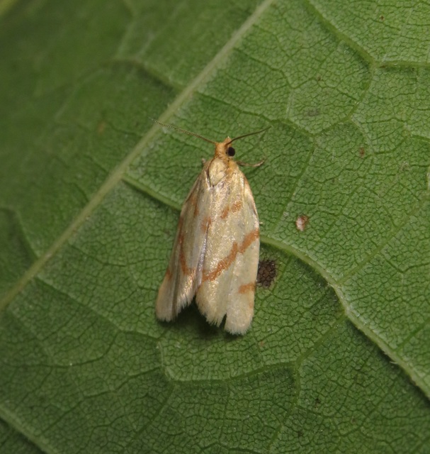 Clepsis pallidana - aranysárga sodrómoly