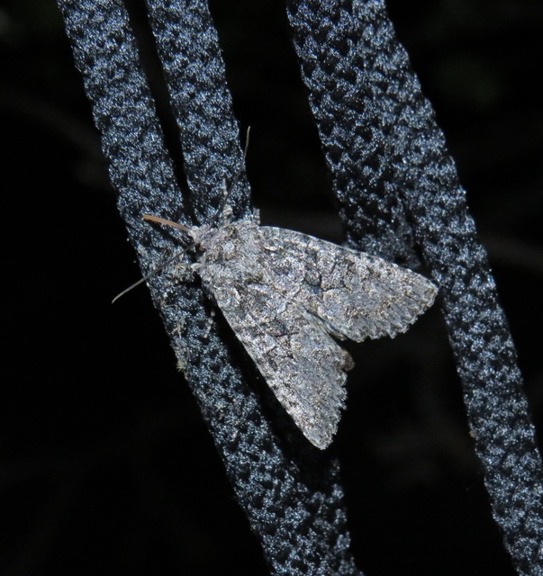 Dryobotodes monochroma - szürke tölgybagoly