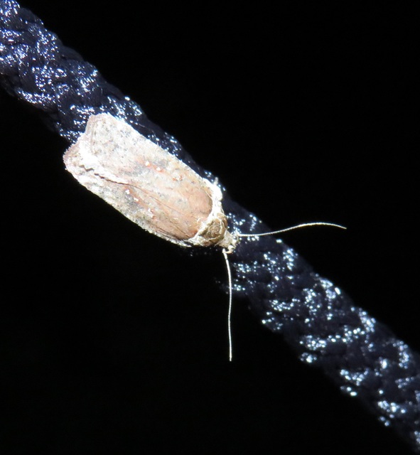 Agonopterix