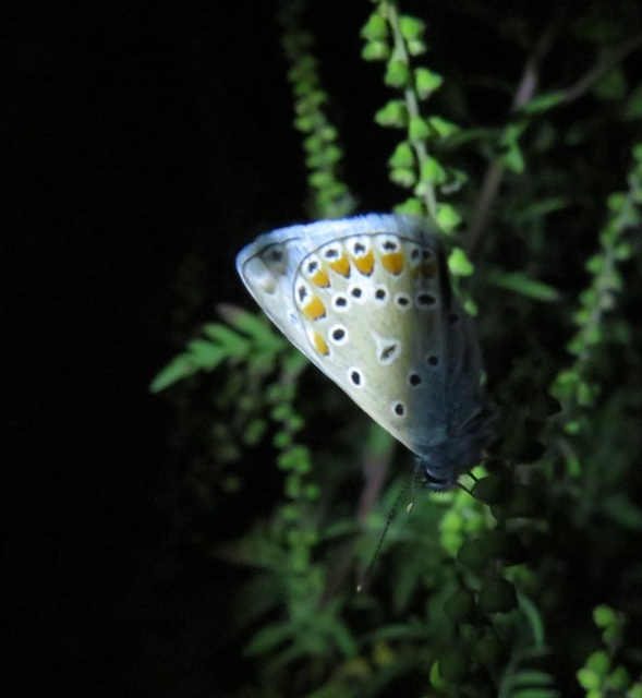 Polyommatus thersites - ibolyaszín boglárka