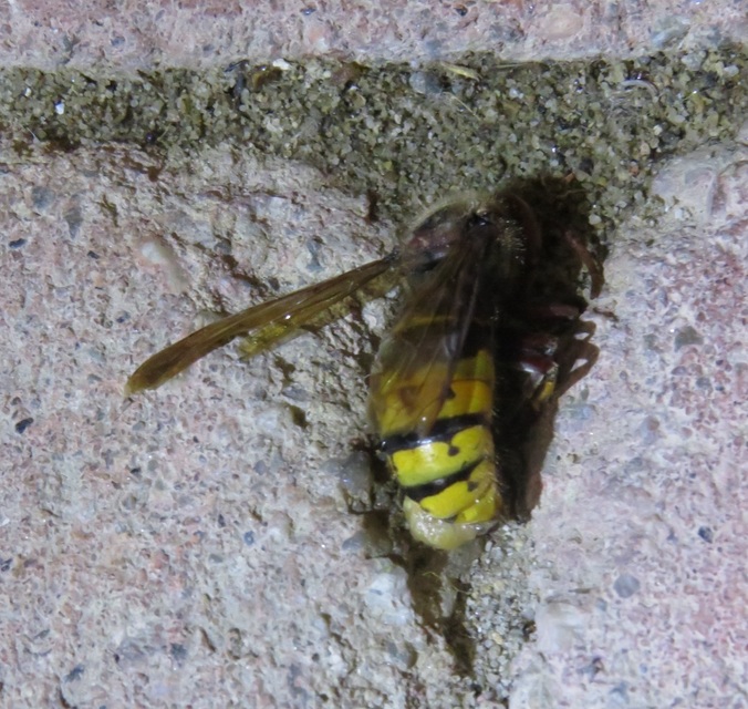 Vespa crabro - lódarázs