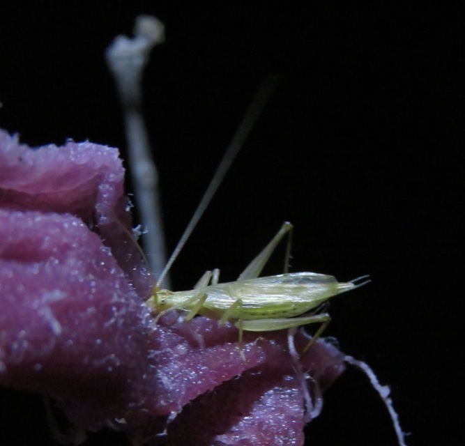 Oecanthus pellucens - pirregőtücsök