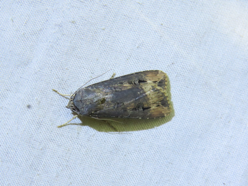 Agrotis ipsilon - nagy földibagoly