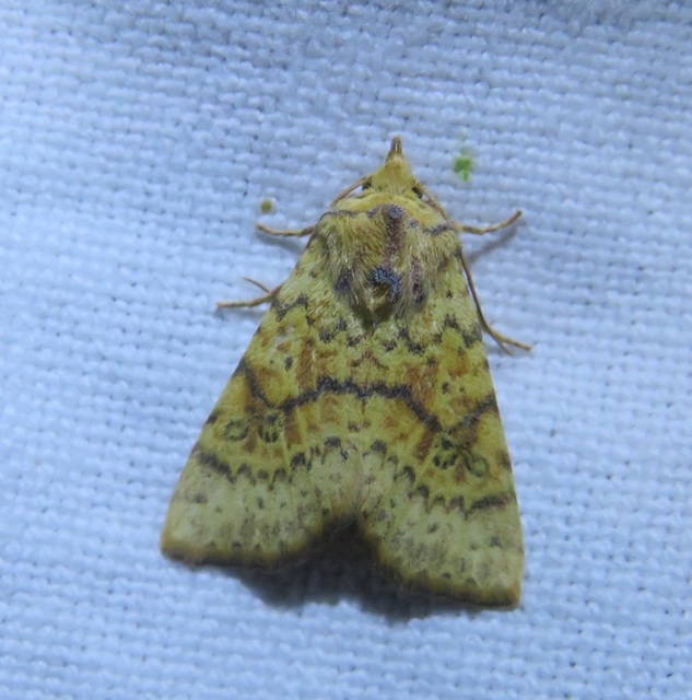 Tiliacea sulphurago - kénes sárgabagoly