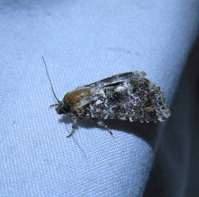 Callopistria latreillei - gyöngypettyes bagoly