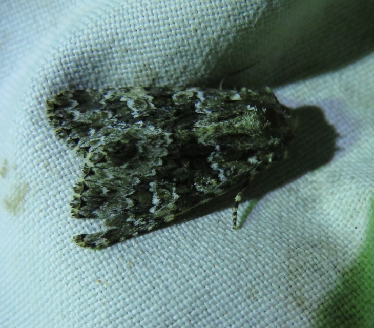 Polymixis polymita - kankalin-tarkabagoly