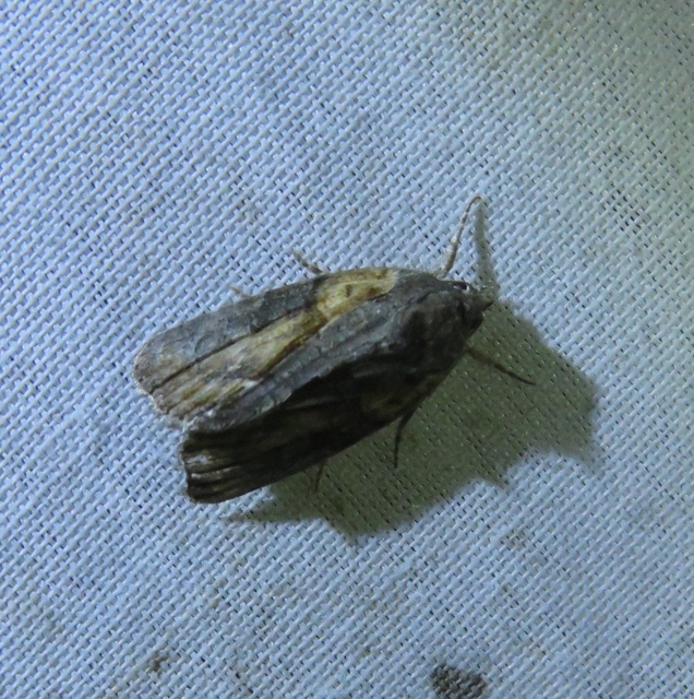Bryophila raptricula/felina
