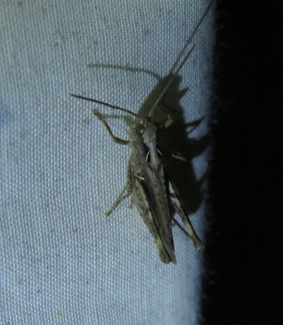Chorthippus brunneus - közönséges tarlósáska