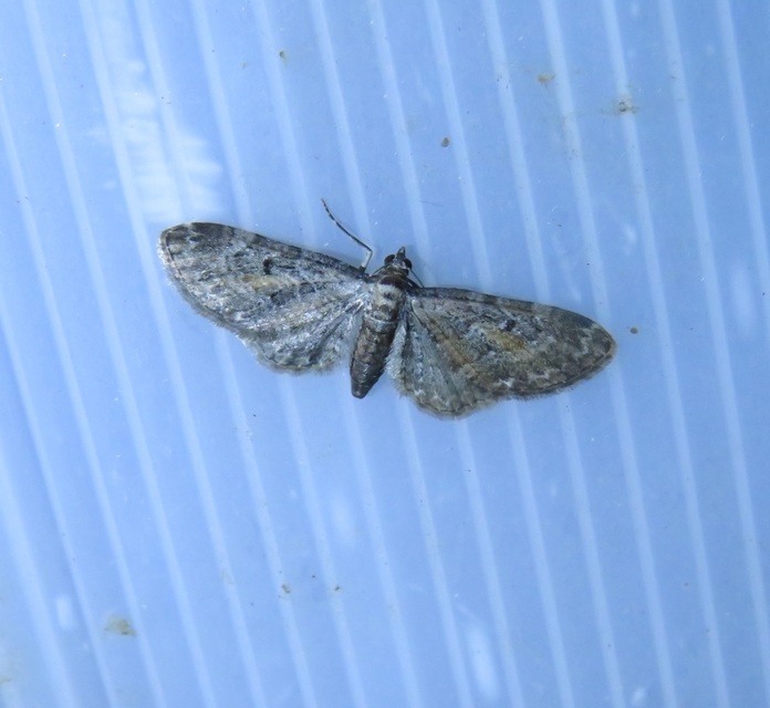 Eupithecia icterata - rozsdafoltos törpearaszoló