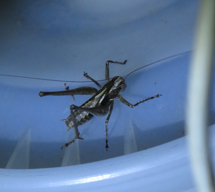 Rhacocleis germanica - német szöcske