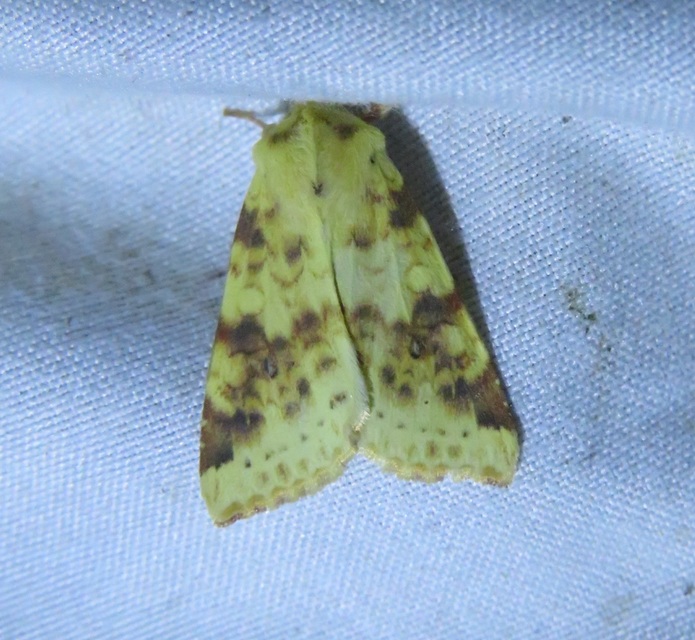 Cirrhia icteritia - nyárfa-sárgabagoly
