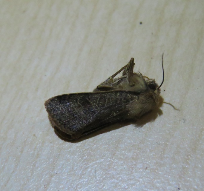 Anchoscelis nitida - rozsdabarna őszibagoly
