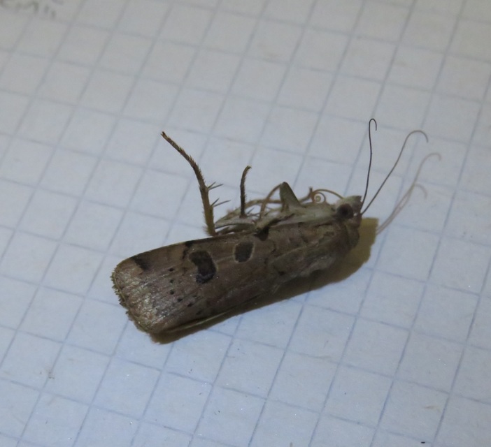 Noctua orbona - foltos sárgafűbagoly