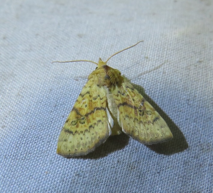 Tiliacea sulphurago - kénes sárgabagoly