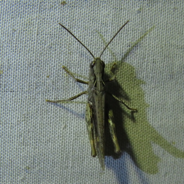 Chorthippus brunneus - közönséges tarlósáska
