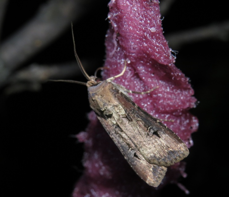 Agrotis ipsilon - nagy földibagoly