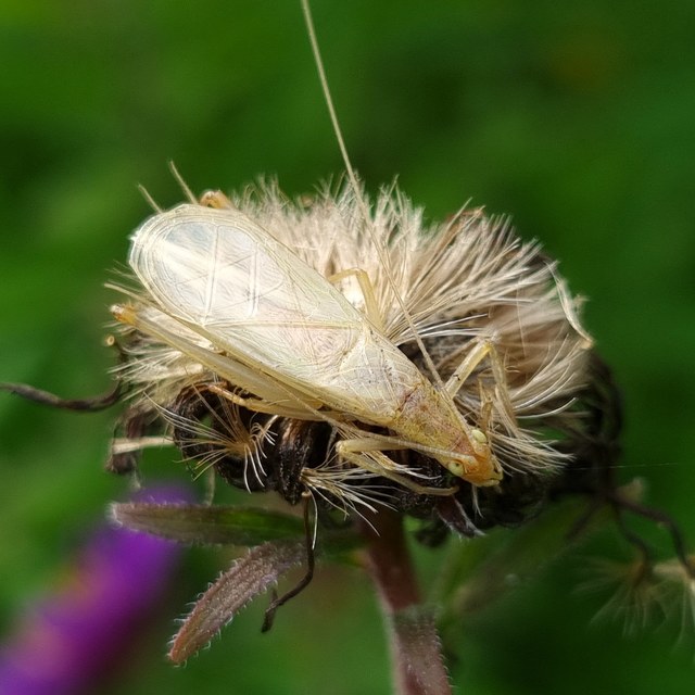 Oecanthus pellucens - pirregőtücsök